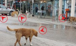 سگ های ولگرد و بلاصاحب امنیت شهروندان مسجدسلیمانی را به خطر انداخته اند / متولی این معضل اجتماعی کدام ارگان است؟ / لزوم ورود دستگاه قضایی برای ترک فعل متولیان