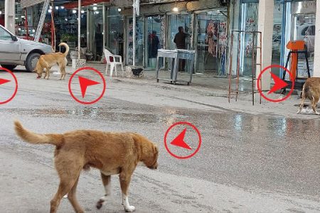 سگ های ولگرد و بلاصاحب امنیت شهروندان مسجدسلیمانی را به خطر انداخته اند / متولی این معضل اجتماعی کدام ارگان است؟ / لزوم ورود دستگاه قضایی برای ترک فعل متولیان