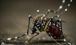 خوزستانی‌ها اقدامات پیشگیرانه انجام دهند