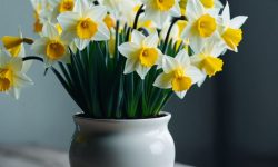 نویدبخش آینده‌ای روشن برای اندیکا با کشت آزمایشی گل نرگس