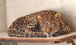 آخرین وضعیت پلنگ دماوند اعلام شد