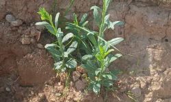 کاشت  نهال بومی سازگار با اقلیم منطقه در جهت گسترش و توسعه فضای سبز