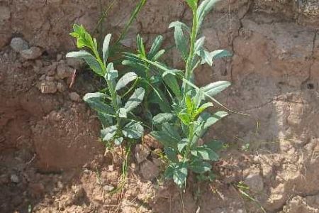 کاشت  نهال بومی سازگار با اقلیم منطقه در جهت گسترش و توسعه فضای سبز