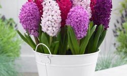 ویژگی‌های گل سنبل با دوام و با کیفیت برای سفره هفت سین ؛ نگهداری و نحوه کاشت سنبل در گلدان چگونه است ؟/ سنبل دوباره گل می‌دهد؟ / روش نگهداری از پیاز گل سنبل برای سال بعد