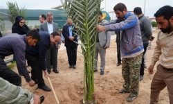 مهندس ناصری: در سال جاری ۲۰ هزار نهال به مناطق همجوارتاسیسات اهدا شد