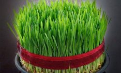 سبزه عید نوروز را به کود کمپوست تبدیل نماییم