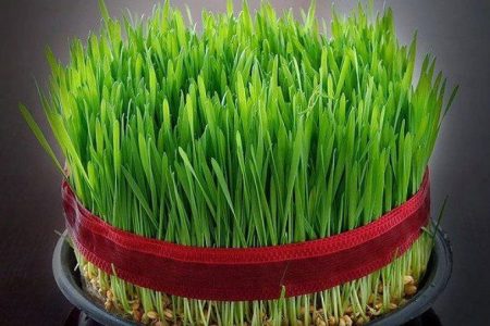 سبزه عید نوروز را به کود کمپوست تبدیل نماییم