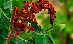 سماق؛ ادویه‌ای خوش‌طعم با چاشنی سلامت!