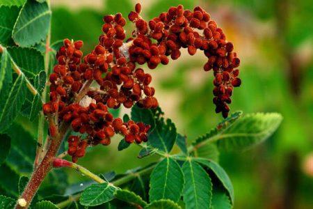 سماق؛ ادویه‌ای خوش‌طعم با چاشنی سلامت!