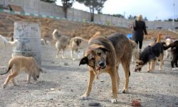 ۲۸۰ قلاده سگ بدون صاحب از روستاهای گتوند جمع آوری شد