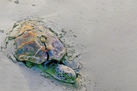 تفریح لاکچری؛ رد خونین آفرود بر پیکر طبیعت