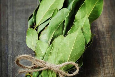 یک برگ و این همه خاصیت!