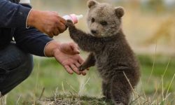 توله خرس‌های بی‌سرپرست فارس برای نگهداری به پایتخت منتقل شدند