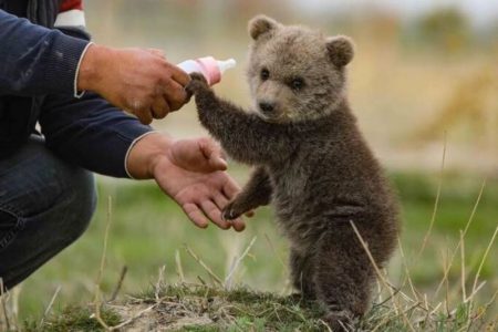 توله خرس‌های بی‌سرپرست فارس برای نگهداری به پایتخت منتقل شدند