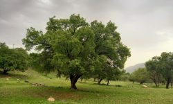 هشدار برای قلب سبز زاگرس / نماد تاب‌ وری ایران زیر سایه خشکسالی و بهره ‌برداری+ اینفوگرافیک