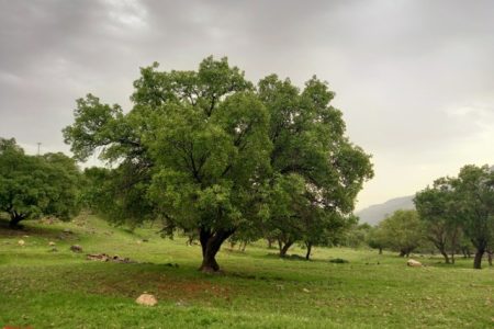 هشدار برای قلب سبز زاگرس / نماد تاب‌ وری ایران زیر سایه خشکسالی و بهره ‌برداری+ اینفوگرافیک