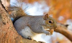 کشف محموله خرس، راکون و سنجاب در تهران!