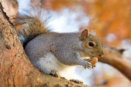 کشف محموله خرس، راکون و سنجاب در تهران!