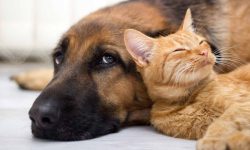 شگفتی جدید هوش مصنوعی؛ حالا حیوانات با شما صحبت می‌کنند!