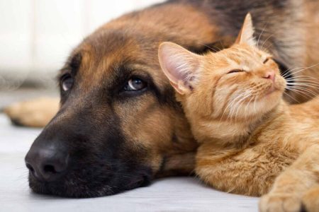 شگفتی جدید هوش مصنوعی؛ حالا حیوانات با شما صحبت می‌کنند!