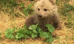 خرس گم شده پارک پردیسان با پهپاد دید در شب هم پیدا نشد