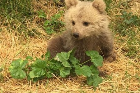 خرس گم شده پارک پردیسان با پهپاد دید در شب هم پیدا نشد