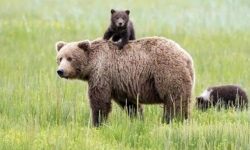 تلف شدن خرس قهوه‌ای در تصادف؛ رانندگان با سرعت مطمئنه حرکت‌ کنند