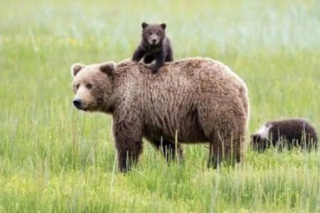 تلف شدن خرس قهوه‌ای در تصادف؛ رانندگان با سرعت مطمئنه حرکت‌ کنند