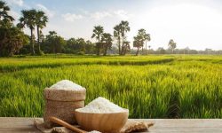 کشت برنج در خوزستان ممنوع شد/ اولویت تامین آب شرب در شرایط بحران کم‌آبی