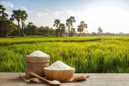 کشت برنج در خوزستان ممنوع شد/ اولویت تامین آب شرب در شرایط بحران کم‌آبی