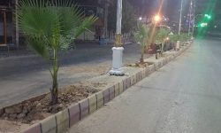 کاشت نخل تزئینی پالم در مسیر بلوار نُمره یک به دوراهی بی‌بیان
