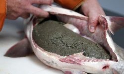 راه اندازی طرح پرورش خاویار در شهرستان لالی