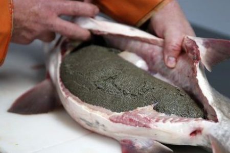 راه اندازی طرح پرورش خاویار در شهرستان لالی