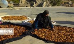 بلوط زاگرس می‌تواند جایگزین بخشی از نیاز گندم کشور شود