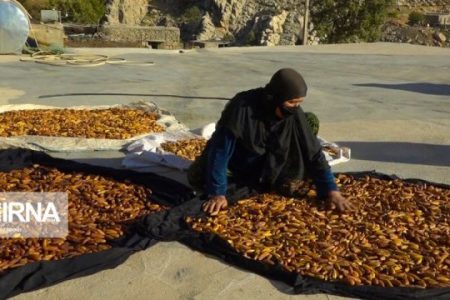 بلوط زاگرس می‌تواند جایگزین بخشی از نیاز گندم کشور شود