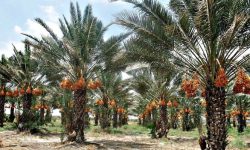 شوری آب آبادان نخلستان‌ها را تهدید می‌کند