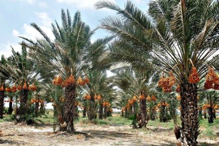 شوری آب آبادان نخلستان‌ها را تهدید می‌کند