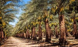 پیش‌بینی تولید بیش از ۴۵۰ هزار تن خرما در خوزستان
