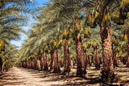 پیش‌بینی تولید بیش از ۴۵۰ هزار تن خرما در خوزستان