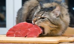 لزوم لغو حکم انتصاب شائبه دار در یک شرکت دولتی!