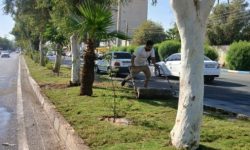 گام تازه شهرداری مسجدسلیمان در توسعه و زیباسازی فضای سبز شهری