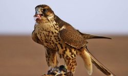 برخورد با متخلفان صید پرندگان شکاری در خوزستان