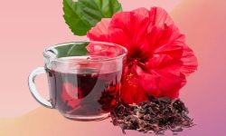 برداشت چای ترش از مزارع گتوند