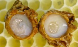 ژل رویال، محافظ ویژه اسپرم و باروری مردان