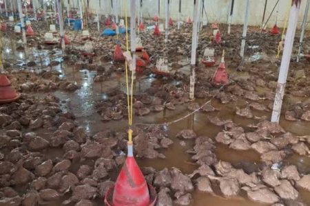 تلف شدن ۲۰ هزار قطعه مرغ در پی سیلاب مسجدسلیمان