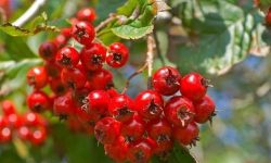 میوه‌ای برای سلامت قلب و آرامش روان