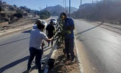 آغاز طرح گسترده کاشت درخت و گل‌های فصلی در بلوارها و میادین شهر