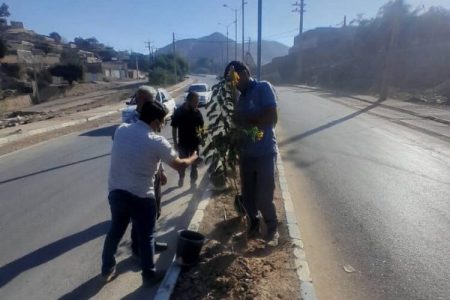 آغاز طرح گسترده کاشت درخت و گل‌های فصلی در بلوارها و میادین شهر