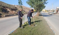 حرکت سبز شهرداری در سطح شهر؛ کاشت و ساماندهی فضای سبز در محورهای اصلی