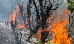 کاهش ۵۰ درصدی آتش‌سوزی مراتع و جنگل‌های خوزستان